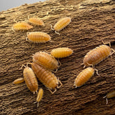 Porcellio Scaber Orange Embers